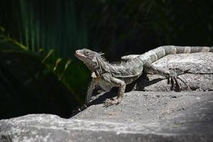 strisciante iguana con picchi su il suo indietro foto