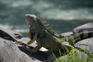 iguana con lungo dita dei piedi e Chiodi su un' roccia foto