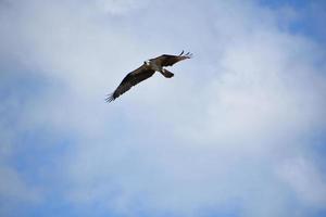 nuvoloso cieli con un falco pescatore nel volo foto