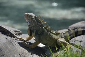 spikey spine giù il indietro di un iguana foto