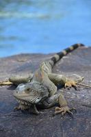 iguana strisciante lungo un' grande roccia nel il sole foto