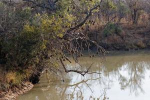 albero con uccello nidi di acqua foto