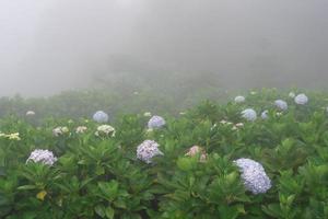 ortensie alberi e fiori nel giardino su nebbioso giorno nel inverno foto