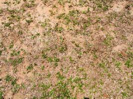 il terra con più piccolo erbe uso per sfondo foto