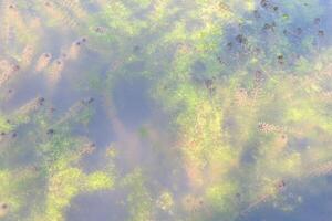 vicino su verde alghe nel il acqua. il Visualizza a partire dal il superiore. foto