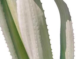 avvicinamento di spinoso Agave le foglie con isolato su bianca sfondo foto