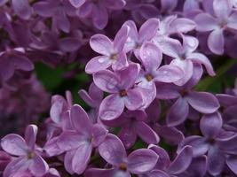 immagine macro di fiori viola lilla primavera, astratto sfondo floreale morbido foto