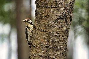 grande macchiato picchio foraggiamento nel il foresta su un' albero con sfocato sfondo foto