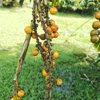 il frutta di un' palma albero quello si blocca su il gambo di un' palma albero quello cresce nel un' città parco vicino per il Casa quale è sempre visitato di Locale residenti foto