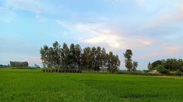 natura Visualizza sfondo Immagine foto