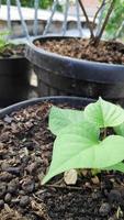 verde foglia pianta in crescita nel nero pentola foto