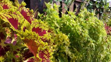 colorato le foglie nel fiore giardino foto