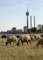 gregge di pecore al pascolo su un campo asciutto a dusseldorf, Germania foto