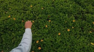 sphagneticola trilobata o wedelia trilobata il fiori siamo luminosa giallo, piccolo nel dimensione con circolare petali piace girasoli foto