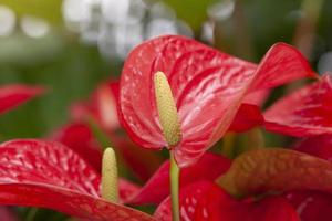 rosso anthurium andreanum, aracee, arum o fenicottero fiori fioritura nel il giardino su sfocatura natura sfondo. foto