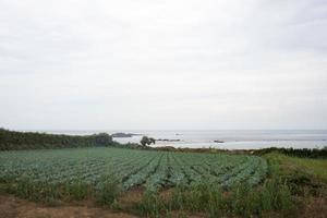 terra con in crescita cavoli vicino il oceano. bat isola, Francia foto