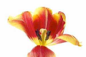 bellissimo tulipano fiori foto