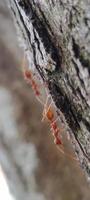 kerengga è un' grande rosso formica quello è conosciuto per avere un' alto capacità per modulo tessitura per loro nidi è chiamato tessitore formica foto