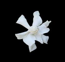 capo gelsomino o gardenia gelsomino o gardenia jasminoides fiori. vicino su bianca esotico fiori di capo gelsomino albero isolato su nero sfondo. il lato di bianca fiore. foto