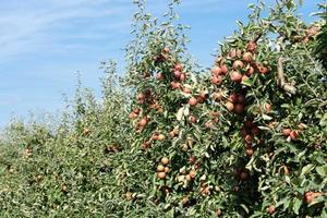 Mela albero nel il vecchio terra Il prossimo per amburgo foto