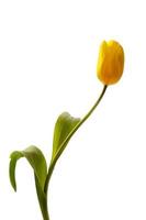 bellissimo tulipano fiori foto