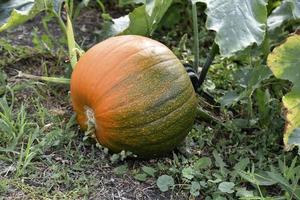 verde zucca nel un' verde giardino nel estate. un' maturo verde zucca frutta su un' cespuglio. foto