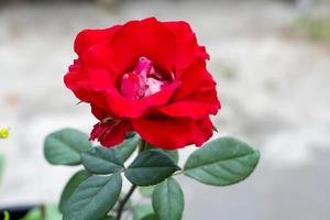 un' rosso Rose nel fioritura. naturale fioritura rosso Rose. foto
