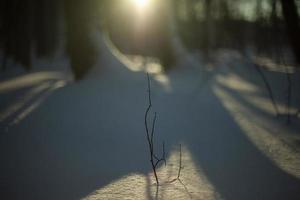 leggero nel neve. dettagli di inverno natura. freddo sfumature. foto