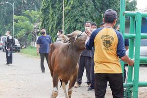 est Giacarta, Indonesia - luglio 12, 2022, uomo Tenere un' mucca su il strada nel idul adha evento foto