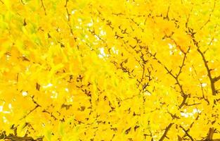 il ginkgo biloba giallo lascia l'albero in autunno foto