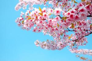 morbido concentrati, ciliegia fiorire o sakura fiore contro blu cielo bellissimo su sfondo un' primavera giorno foto