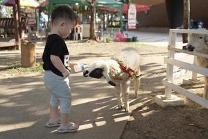 asiatico poco ragazzo alimentazione pecora di latte bottiglia. azienda agricola agnelli mangiare a partire dal il mani di un' bambino. foto