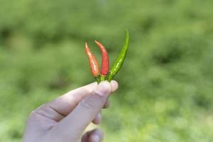 fresco verde e rosso chili nel mano. uno di importante ingrediente per cucinando tailandese cibo e molto bene per sano. foto