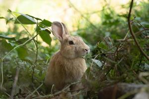 Marrone coniglio seduta su prato mangiare verde foglia. carino dolce bello peloso coniglietto nel estate soleggiato giorno foto