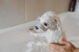 un' bianca cane era fare il bagno, fare il bagno cani al chiuso. foto
