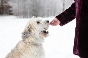 alimentazione cane di proprietario mano. Sud russo pastore cane per un' camminare nel orario invernale. foto