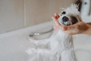 un' bianca cane era fare il bagno, fare il bagno cani al chiuso. foto