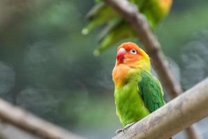 singolo caro lilian pappagallino verde africano nel il zoo foto