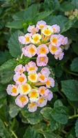 lantana camara Comune lantana è un' specie di fioritura pianta nel il verbena famiglia verbenacee, nativo per tropicale America. foto