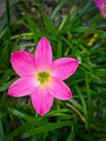 il rosa pioggia giglio è un' specie di pianta di il genere zephyranthes o pioggia giglio nativo per Perù e Colombia. foto