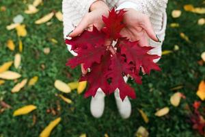 foglie di autunno nelle mani della ragazza foto