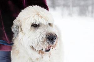 ritratto di Sud russo pastore cane per un' camminare nel un' inverno foresta. foto