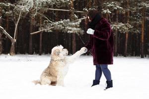 Sud russo pastore cane è dando un' zampa suo proprietario su un' sfondo di inverno conifero foresta. foto