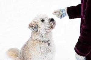 alimentazione cane di proprietario mano. Sud russo pastore cane per un' camminare nel orario invernale. foto