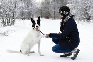 grande nero bianco cane è dando un' zampa suo proprietario su un' sfondo di inverno nevoso foresta. foto