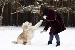 Sud russo pastore cane è dando un' zampa suo proprietario su un' sfondo di inverno conifero foresta. foto