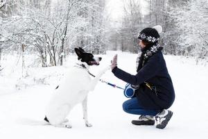 grande nero bianco cane è dando un' zampa suo proprietario su un' sfondo di inverno foresta. foto