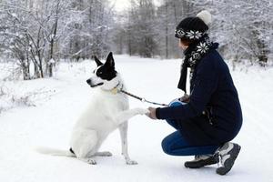 grande nero bianco cane è dando un' zampa suo proprietario su un' sfondo di inverno nevoso foresta. foto