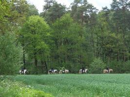 escursioni a piedi nel un' foresta vicino ahaus Germania foto