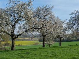 primavera tempo nel il Tedesco baumber foto